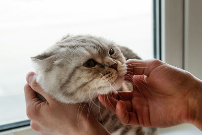 Hand of owner stroking gray tabby scottish fold cat.