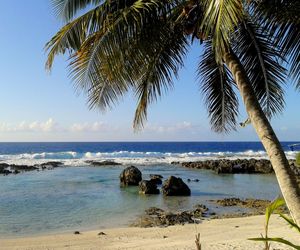 Palm trees on beach against sky