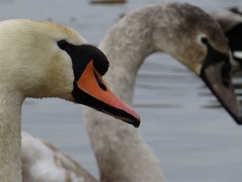 Close-up of swan swimming on lake