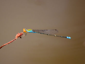 Close-up of dragonfly on twig