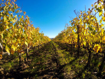 View of vineyard against clear sky