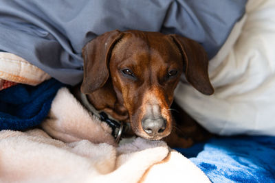 Dachshund teckel wake up in middle of blankets and sheets
