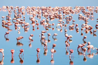 Flamingos in lake against sky