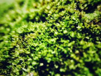 Close-up of green leaves on field