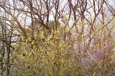 Low angle view of trees