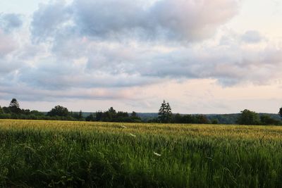 Scenic view of agricultural field against sky