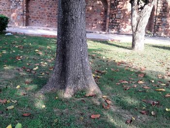 Tree in park