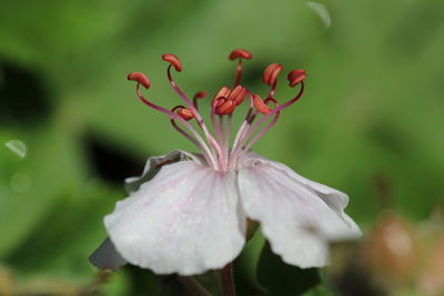 Close-up of flowering plant