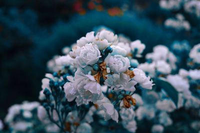 Close-up of white flowering plant