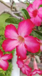 Close-up of pink flowering plant