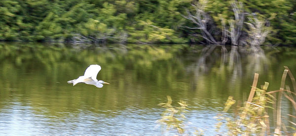 Seagull flying over lake