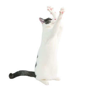 Close-up of a cat against white background