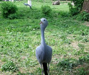 Birds on grassy field