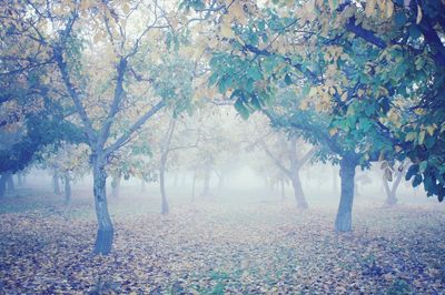 Trees in forest