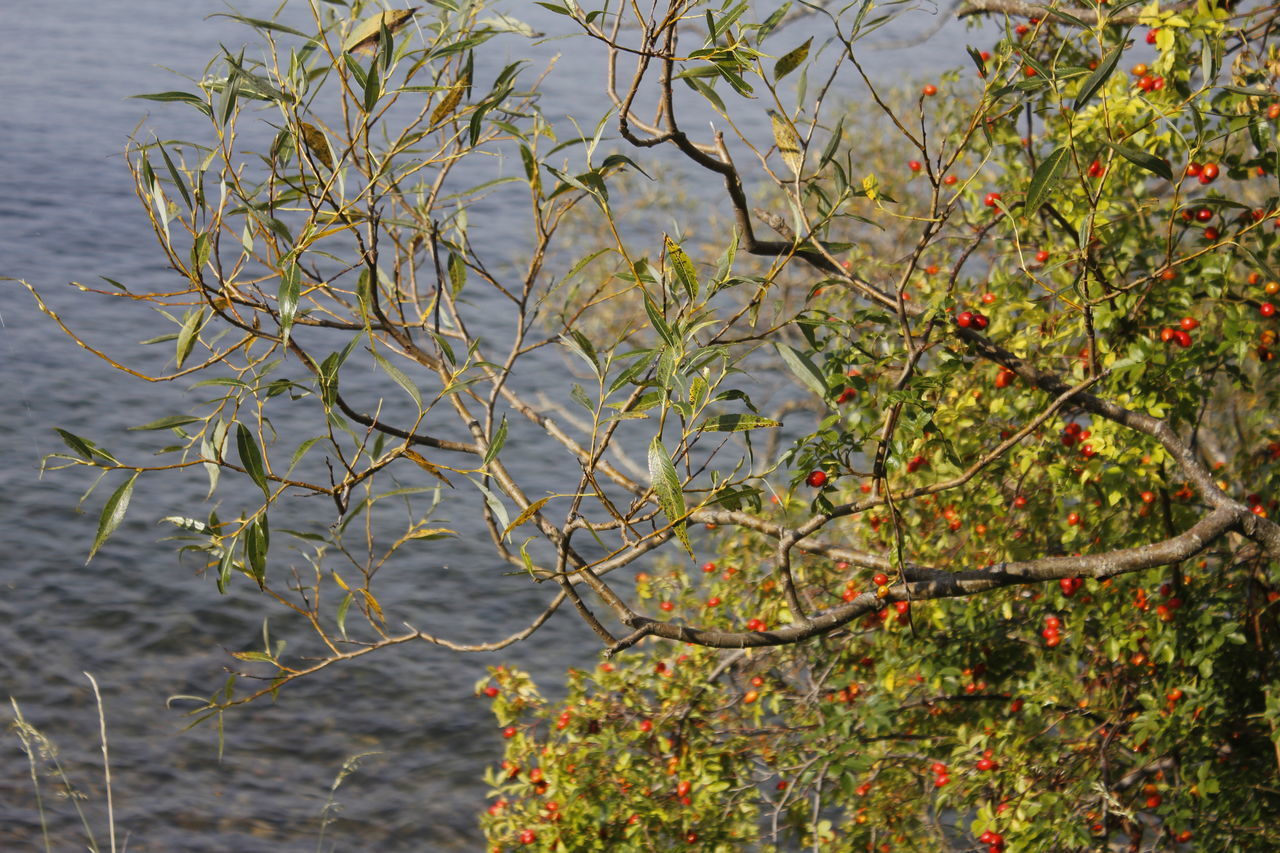 CLOSE-UP OF FRUITS ON TREE