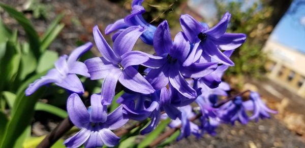 Close-up of purple flowering plants