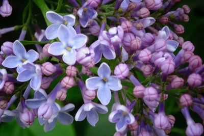 Close-up of purple flowers