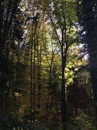 Trees in forest