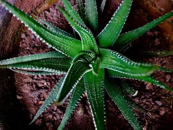 Directly above shot of succulent plant