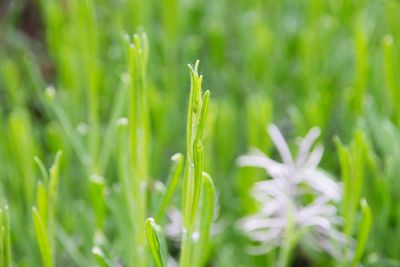 Close-up of fresh green plant in field