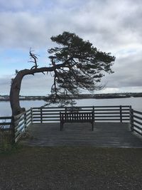 Tree by sea against sky