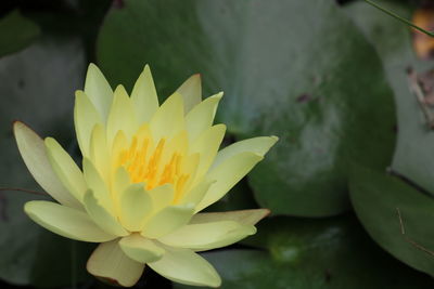 Close-up of white rose flower