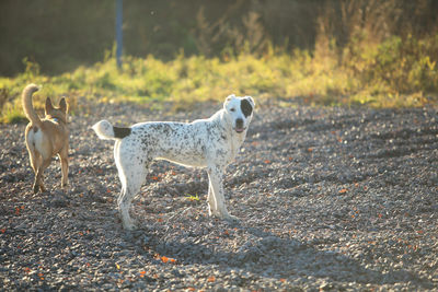 Side view of dog walking on field