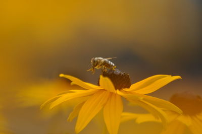 Close-up of insect on yellow flower