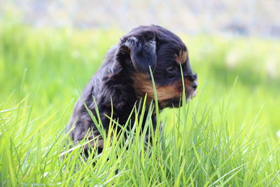 Dog looking away on field