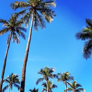 Low angle view of palm trees against blue sky