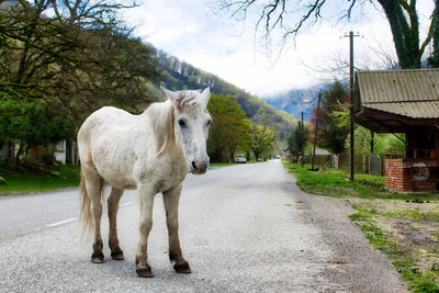 Horse standing on field