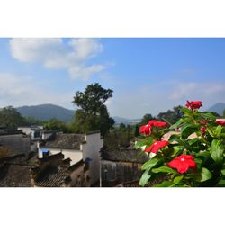 Red flowers blooming in front of mountains against blue sky