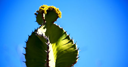 Low angle view of flowering plant against blue sky