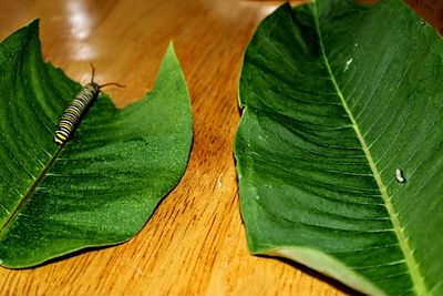 High angle view of leaves