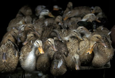 Flock of female mallard ducks against black background