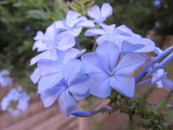 Close-up of flowers blooming outdoors