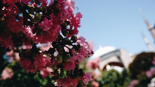Low angle view of pink flowers