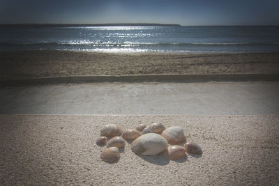 Surface level of shells on beach against sky