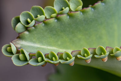 Close-up of succulent plant