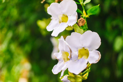 Close-up of white flowers blooming outdoors