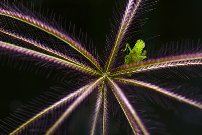 Grasshopper on wild grass