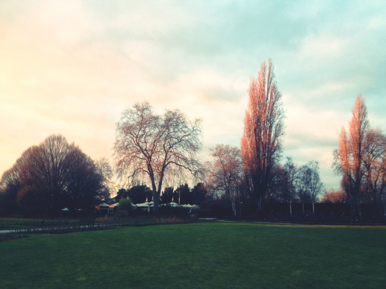 tree, sky, grass, cloud - sky, tranquility, field, tranquil scene, park - man made space, nature, growth, beauty in nature, landscape, scenics, grassy, sunset, cloud, cloudy, outdoors, bare tree, silhouette