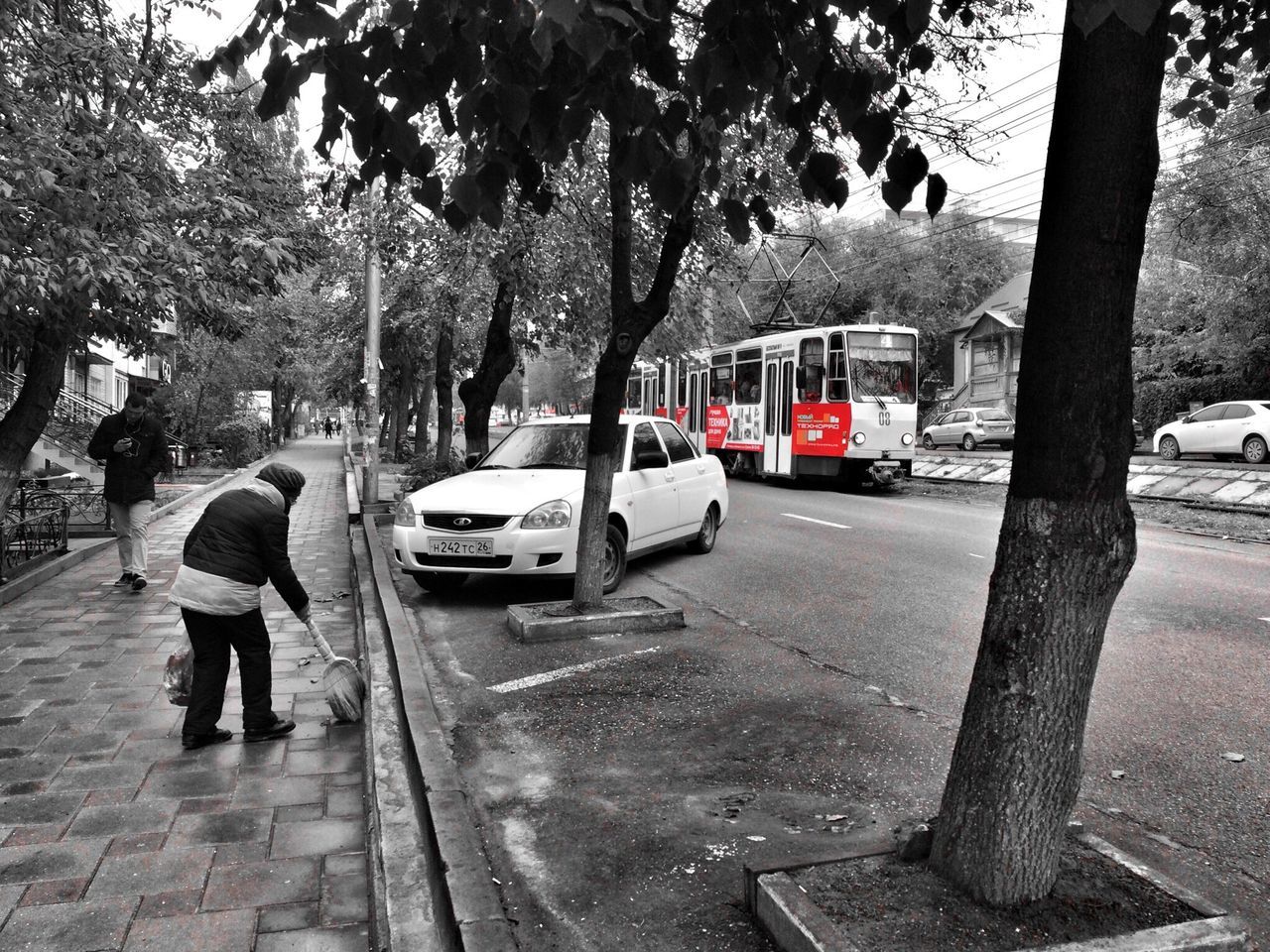 tree, transportation, car, land vehicle, mode of transport, road, street, rear view, city life, travel, city, growth, branch, tree trunk, day, outdoors, the way forward