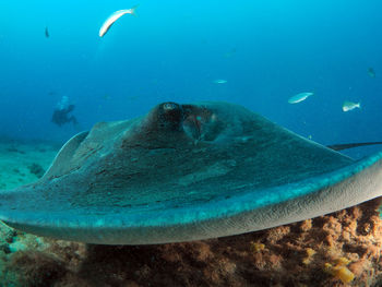 Close-up of a round stingray swimming in sea