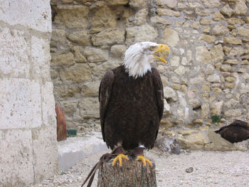 Bird perching on wall