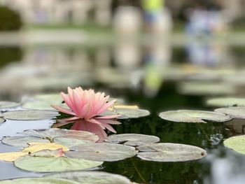 Close-up of lotus water lily in lake