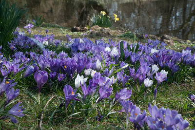 Close-up of purple crocus flowers