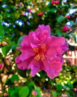 Close-up of pink flower blooming outdoors