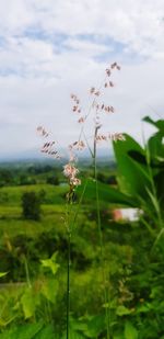 Close-up of flowering plants on field against sky