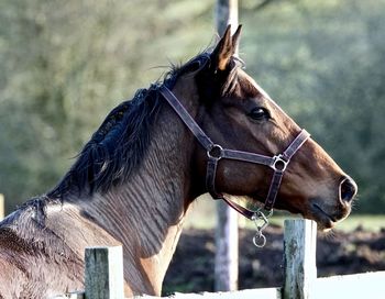 Close-up of horse in ranch